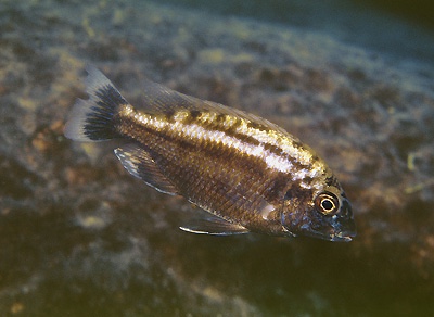 Protomelas sp. 'steveni black belly' Mdoka Reef